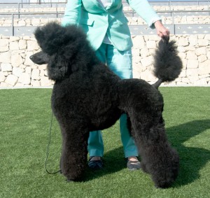 Alicante show 12 months old